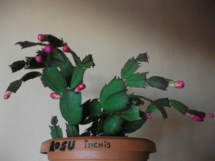 poze 481 - Craciunite decembrie