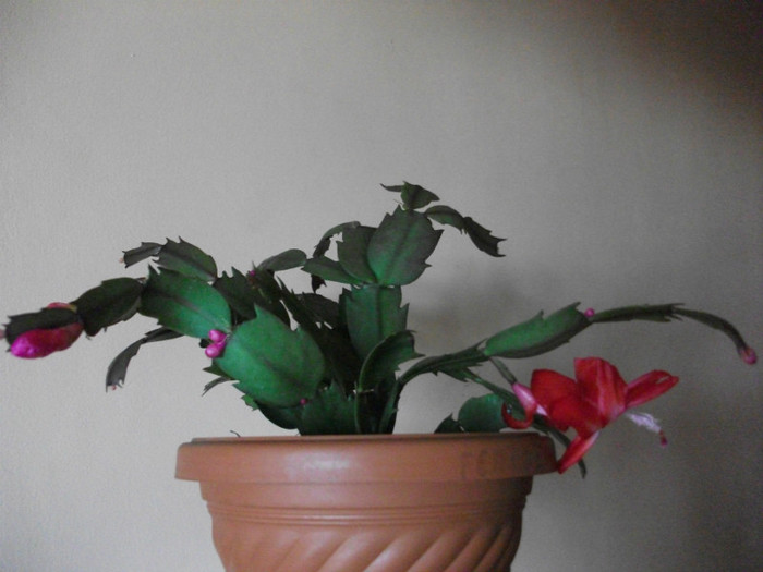 poze 482 - Craciunite decembrie