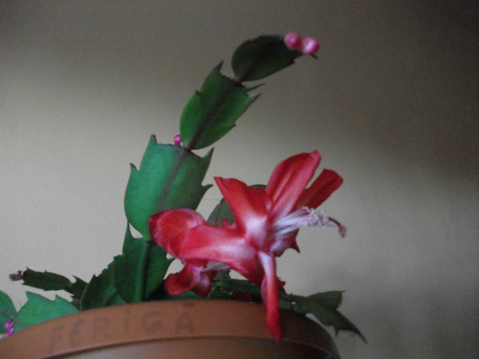 poze 483 - Craciunite decembrie