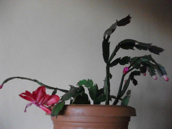 poze 484 - Craciunite decembrie