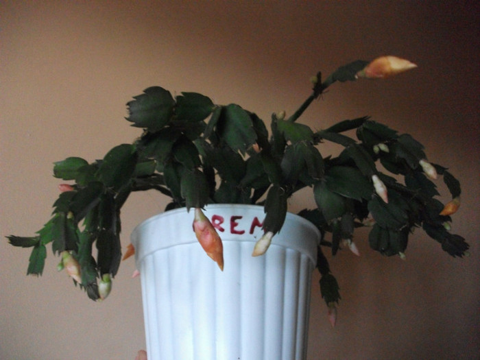 poze 486 - Craciunite decembrie