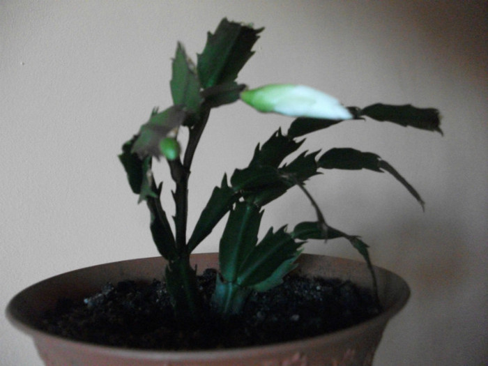 poze 488 - Craciunite decembrie