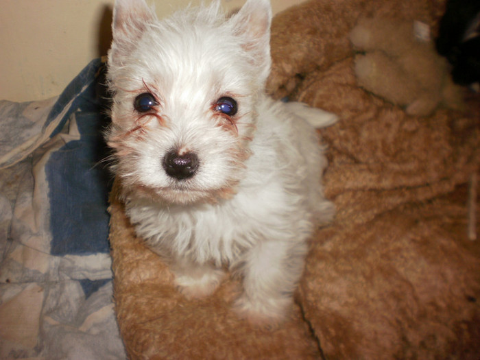 PC161656 - 11 arad west highland white terrier