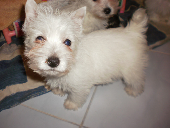 PC161658 - 11 arad west highland white terrier