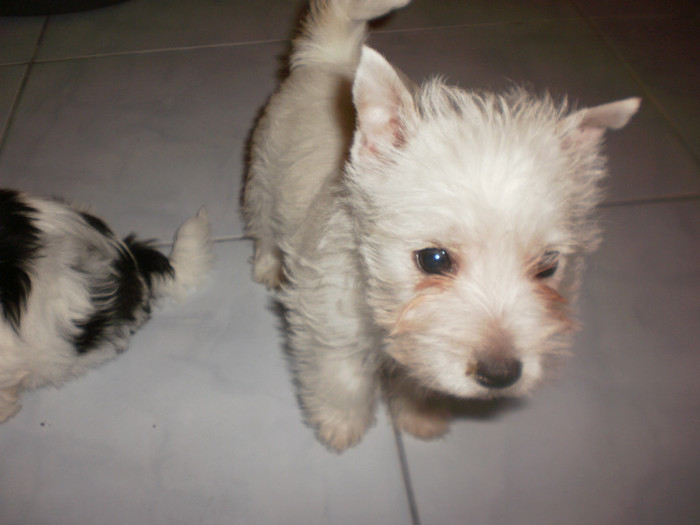 PC161659 - 11 arad west highland white terrier