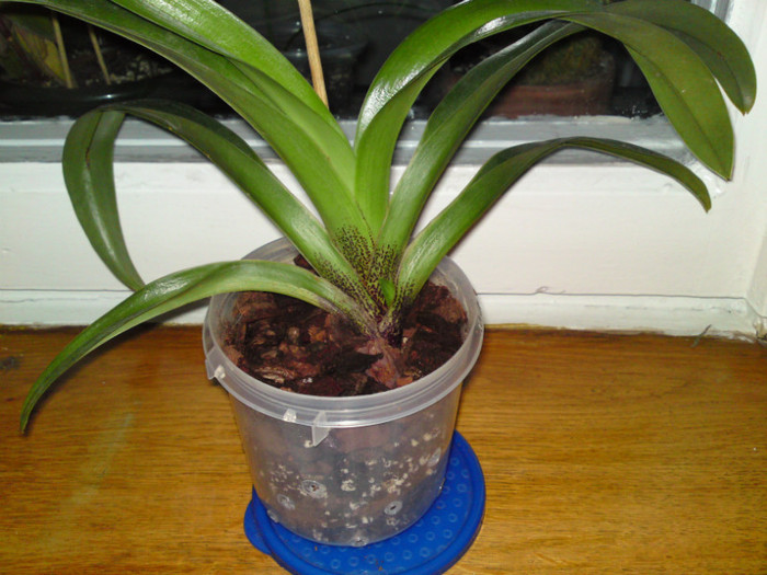  - 0 Paphiopedilum