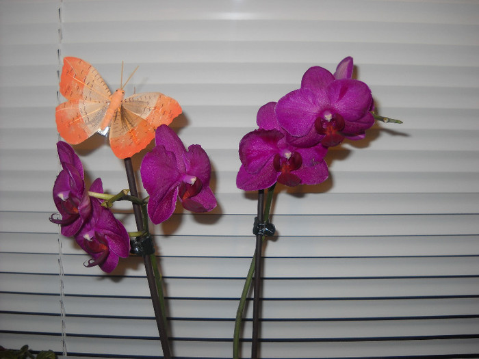 19.12.2011-Orhideea cu fluture!
