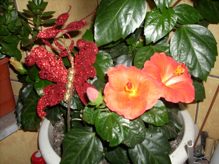 Photo 021