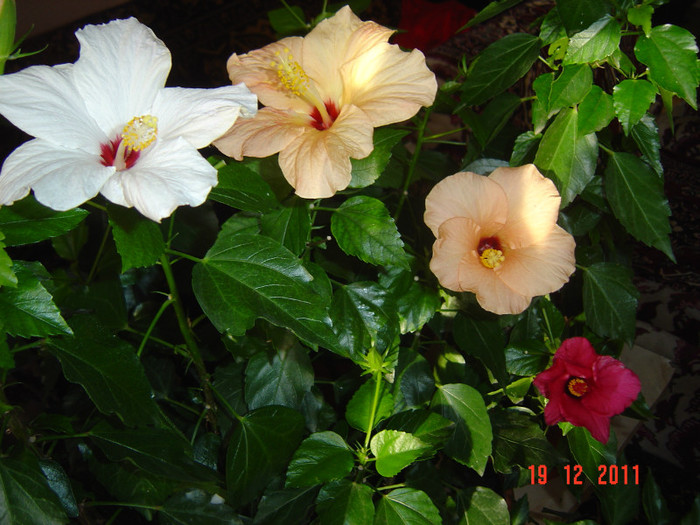 poze 511