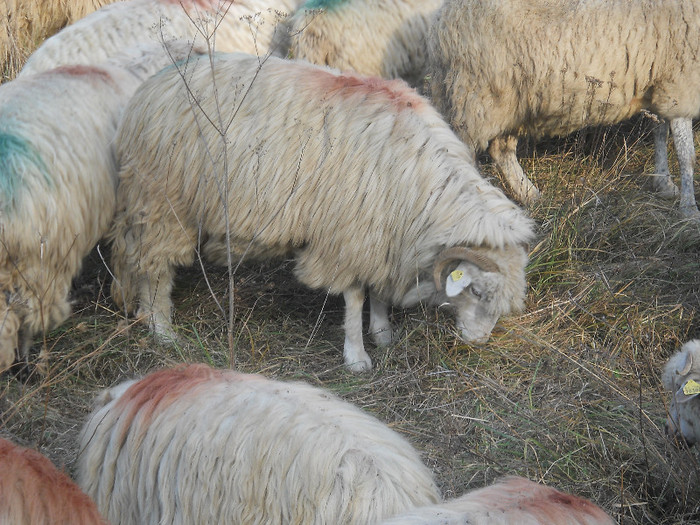 stramioara - oile mele toamna lui 2011