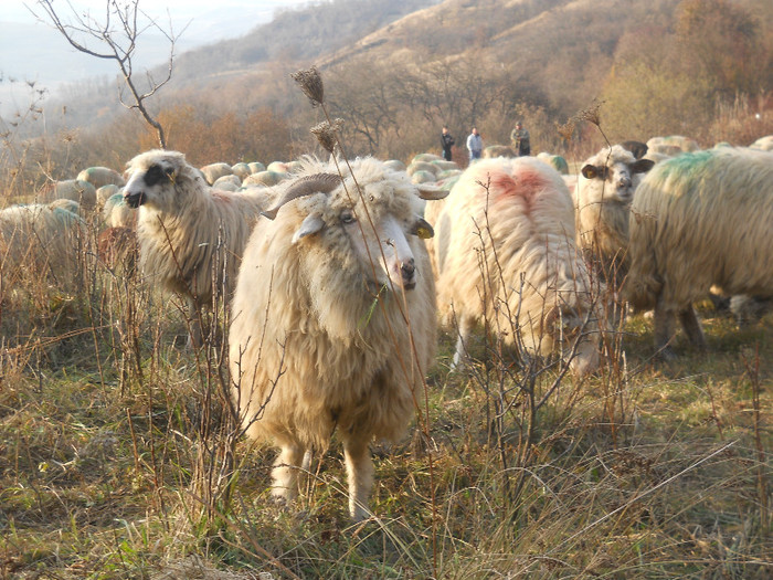 mioara - oile mele toamna lui 2011