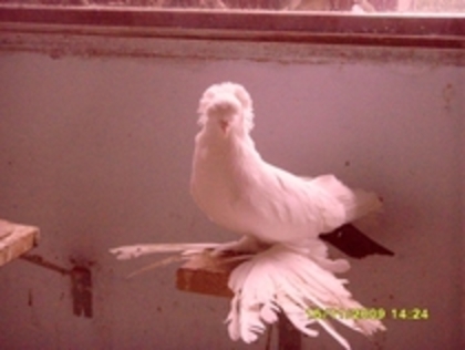 Nordcaucazian pocnitor