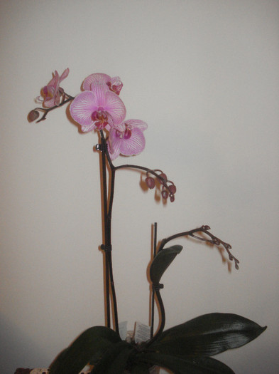 cadou de la sotul meu... - FLORI 2011