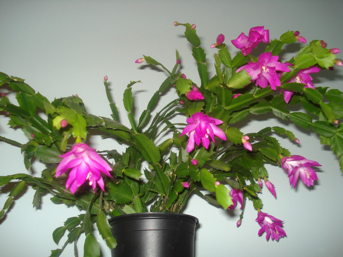 DSC01147 - FLORI 2011