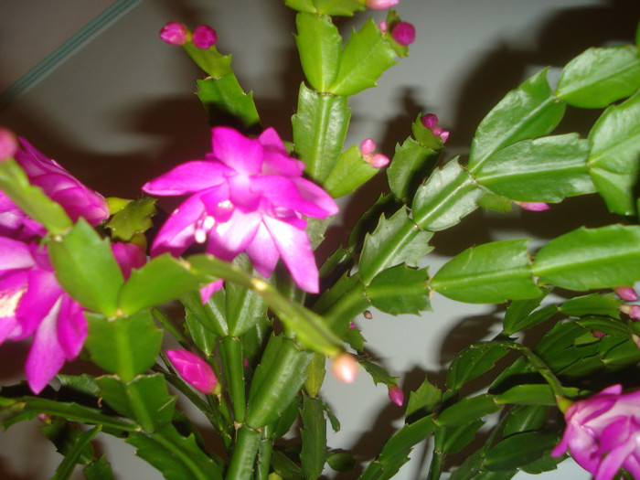 DSC01148 - FLORI 2011