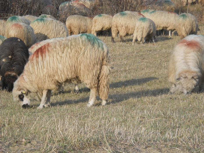 mioara - oile mele toamna lui 2011