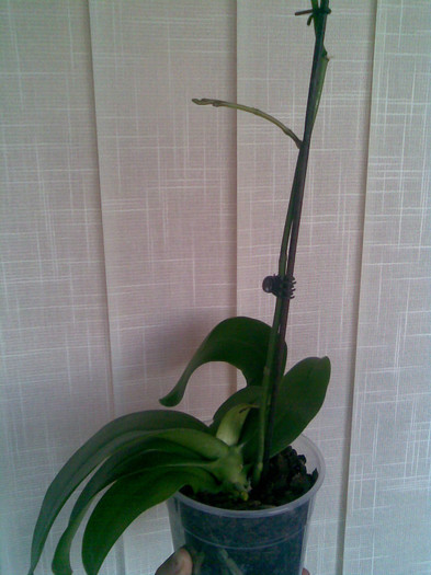 Norocica, tija florala - Z  Orhidee luate de la reduceri