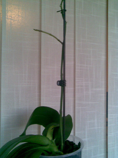 Asta-i "Norocica" 19.12.2011 - Z  Orhidee luate de la reduceri