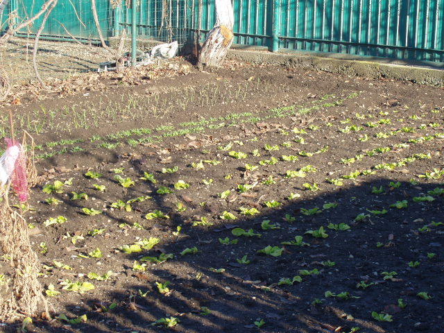 putina salata - TOAMNA 2011