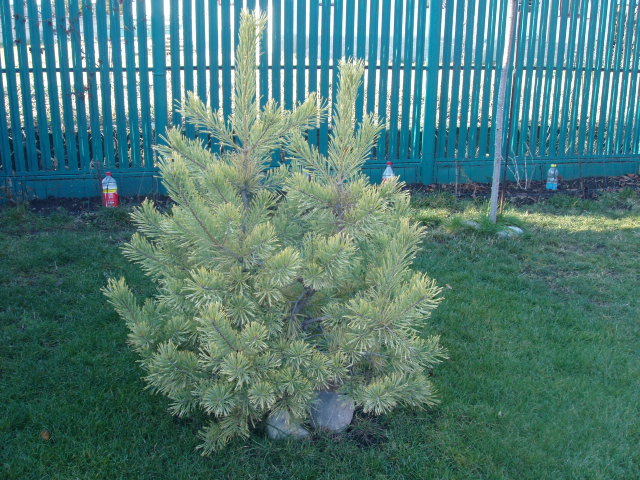 un conifer