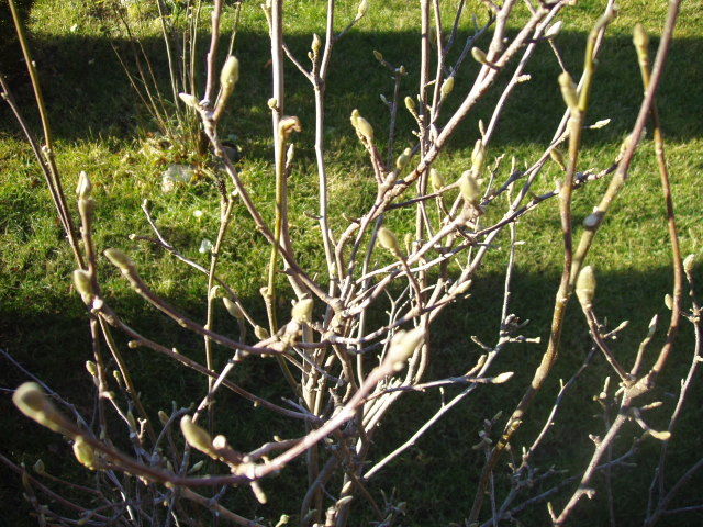magnolie in decembrie