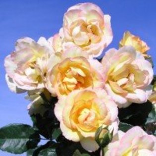 centenaire-de-lourdes-jaune - Trandafiri dupa care suspin