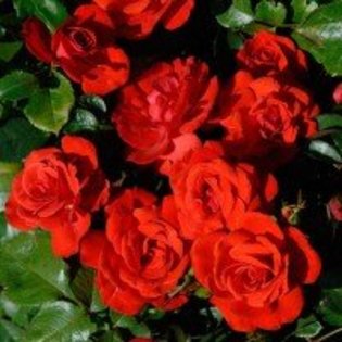 centenaire-de-lourdes-vermillon - Trandafiri dupa care suspin