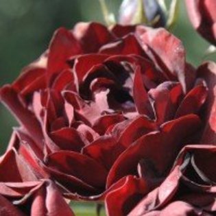 malicorne - Trandafiri dupa care suspin