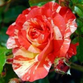 paul-gauguin - Trandafiri dupa care suspin