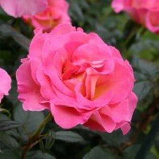 pink-paradise - Trandafiri dupa care suspin