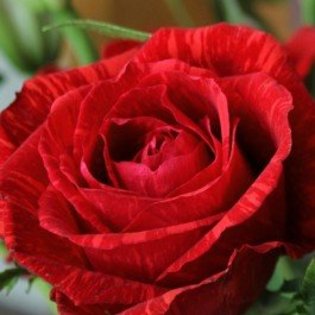 red-intuition - Trandafiri dupa care suspin