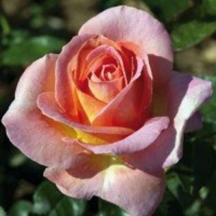 rosier-elle - Trandafiri dupa care suspin