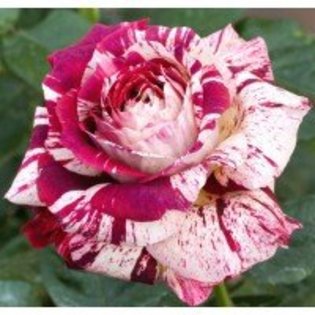 rosier-julio-iglesias - Trandafiri dupa care suspin