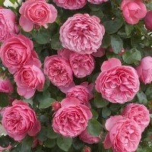 rosier-leonard-de-vinci - Trandafiri dupa care suspin
