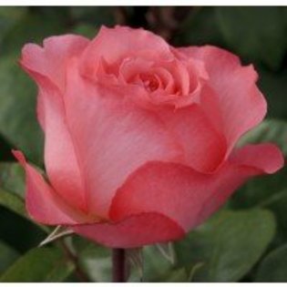 rosier-panthere-rose - Trandafiri dupa care suspin