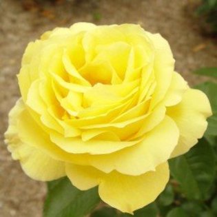 souvenir-de-marcel-proust - Trandafiri dupa care suspin