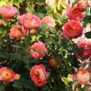 trandafir-catarator-baby-romantica