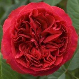 trandafir-catarator-eric-tabarly