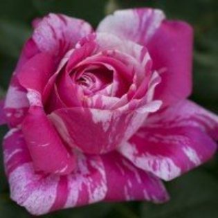 trandafir-catarator-ines-sastre