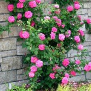 trandafir-catarator-zephirine-drouin