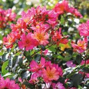 prettysunrise_medium