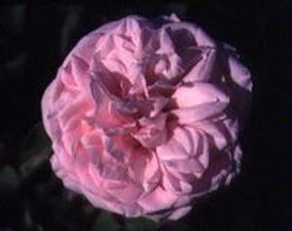 Clg. Souv. de la Malmaison - Trandafiri dupa care suspin