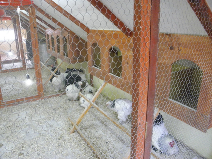 PC180102 - adapost pasari