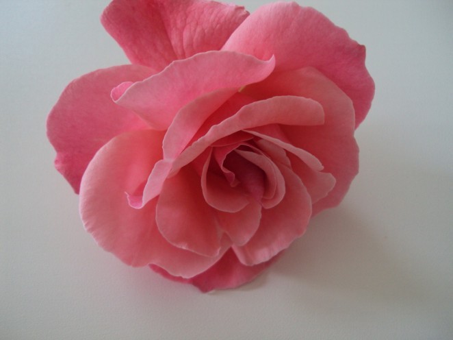 trandafiri001-662x496