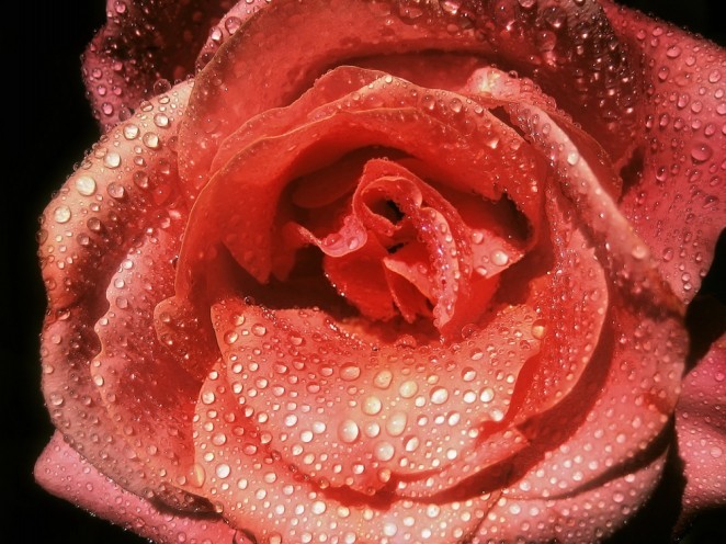 trandafiri036-662x496