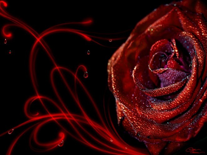 trandafiri045-662x496 - trandafiri