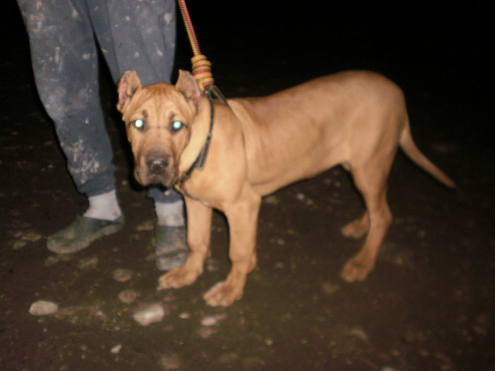 PC111541 - 18 arad 20 10 2011 dogo canario fetita crem