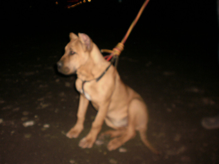 PC111549 - 18 arad 20 10 2011 dogo canario fetita crem