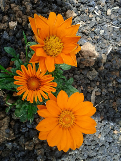 plantate in strada...