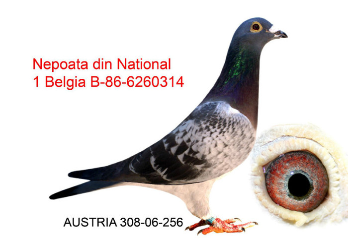 A-308-06-256-3 - Porumbei Voiajori De Pe Net